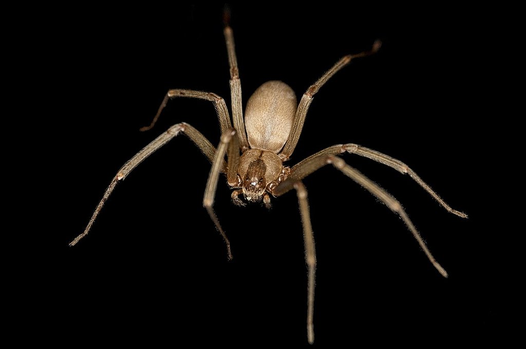 1024px-Brown_Recluse.jpeg