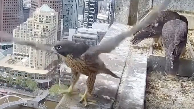 Peregrine Falcon Chicks Have Taken Flight