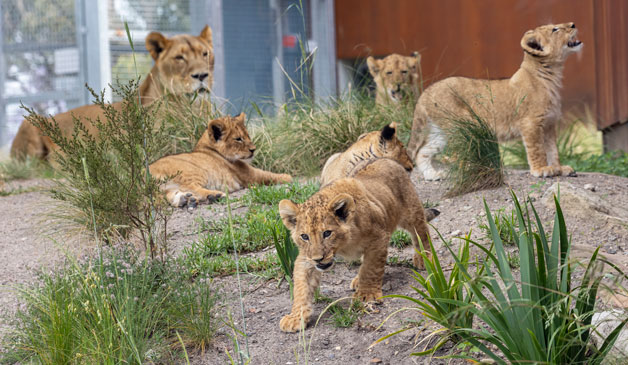 lion cubs taronga zoo 1