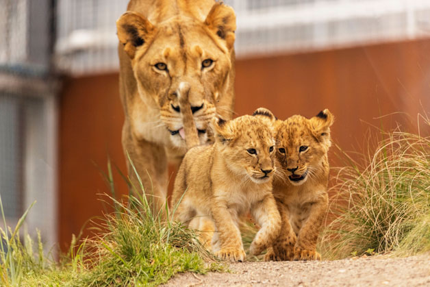 lion cubs taronga zoo 3