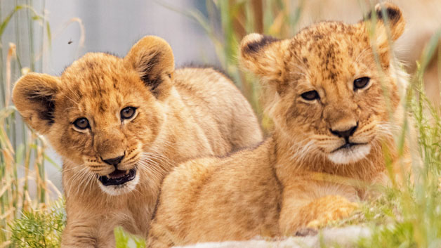 lion cubs taronga zoo