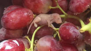 mouse found in grapes crop