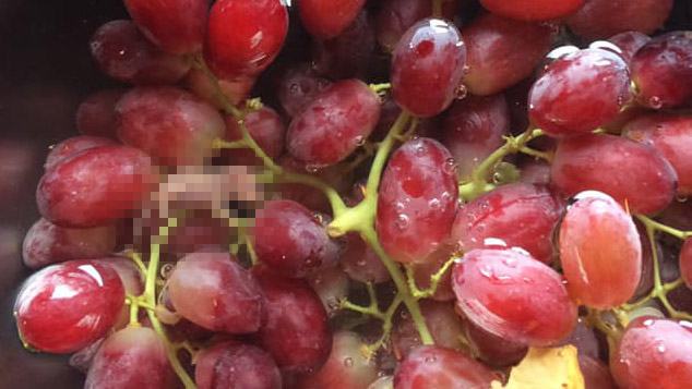 mouse found in grapes woolworths