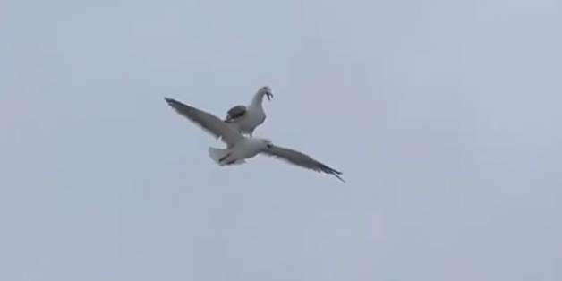 seagull ride header