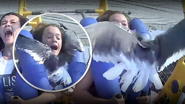 seagull strikes girl springshot