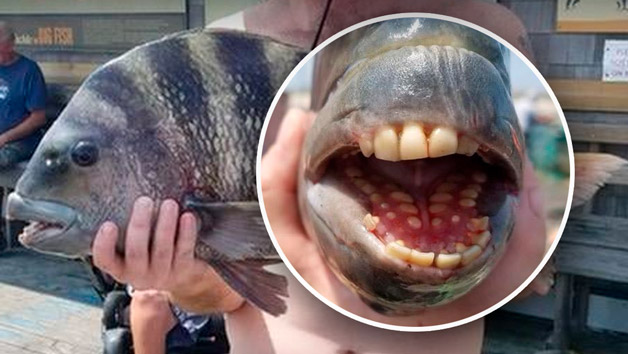 sheepshead fish with teeth