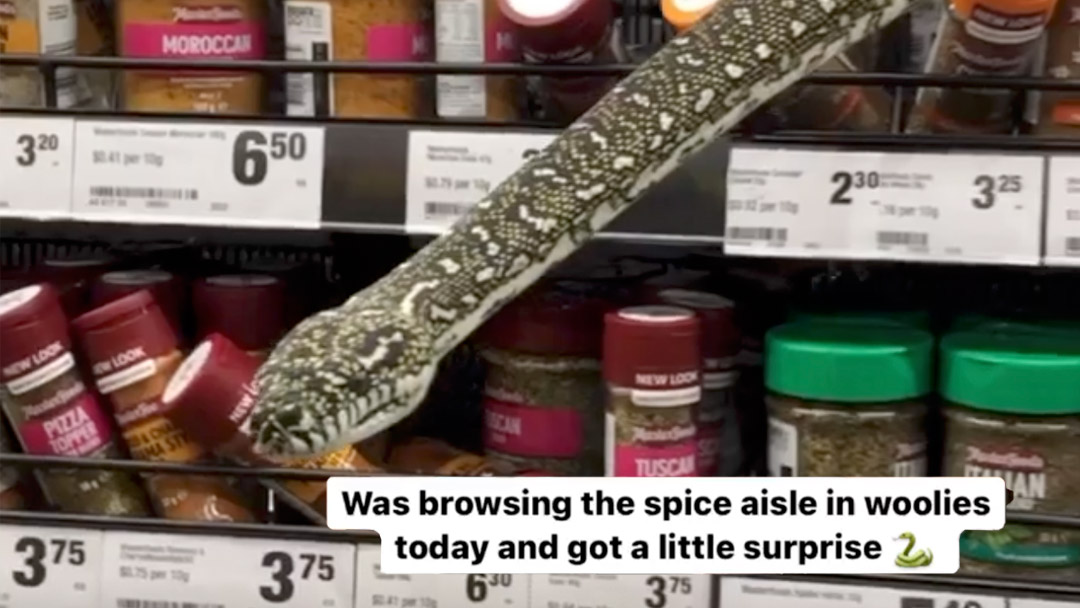 shopper finds snake in spice aisle