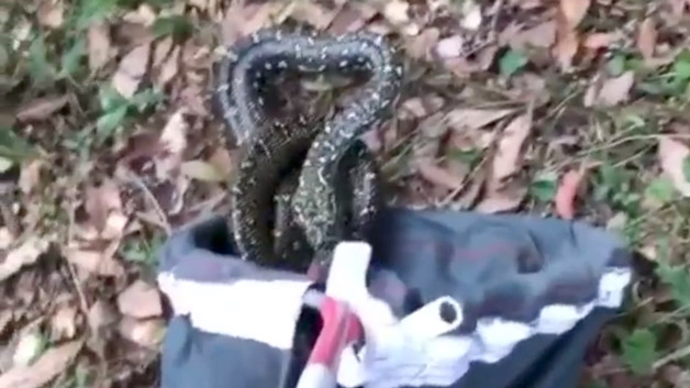 shopper finds snake releasing