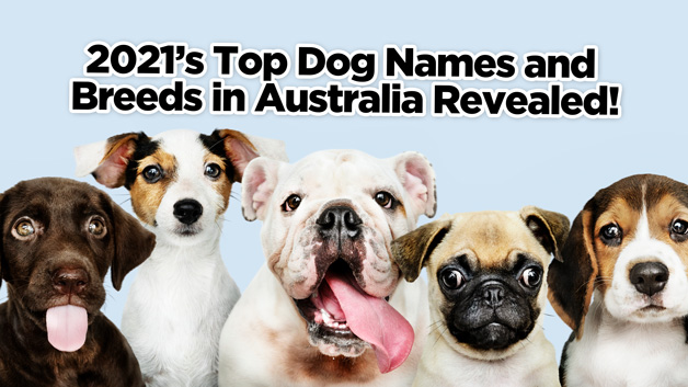 shutterstock 1251492481 top dog names australia 2021