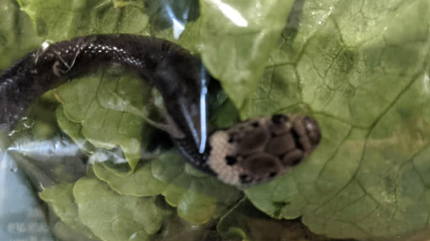 snake found in lettuce packet
