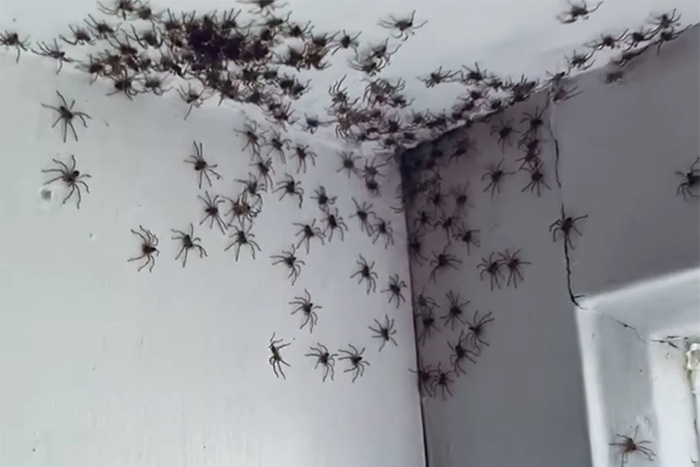 spider invasion
