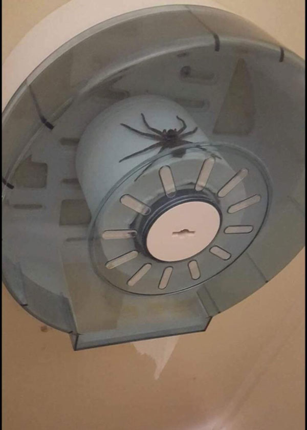 spider toilet roll holder verilyRegister36 reddit