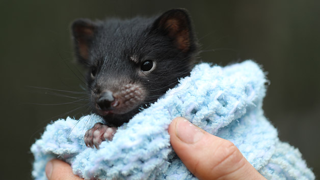 tasmanian devil newborn