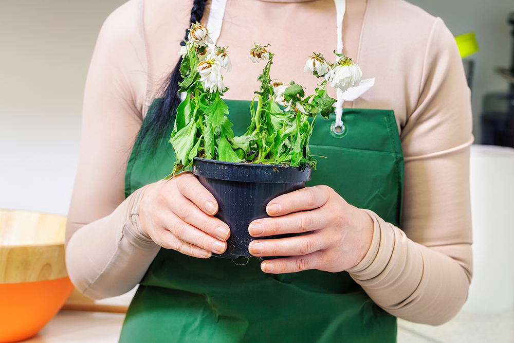 Woman with withered flower in pot in room