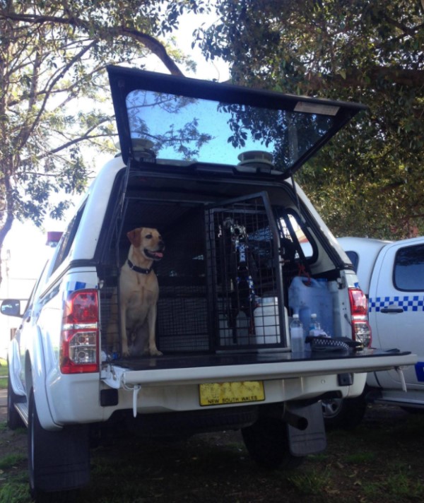 drug_detection_dog.jpg