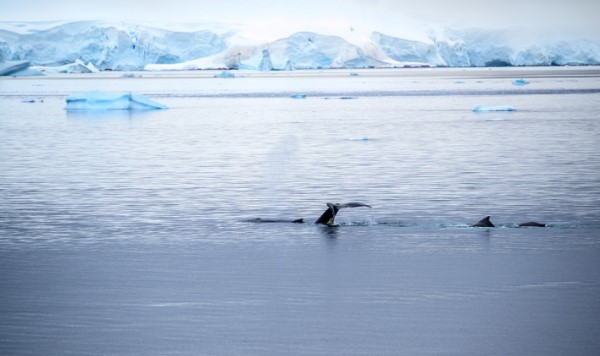 humpback_whale_antarctica_credit_pixabay.jpg