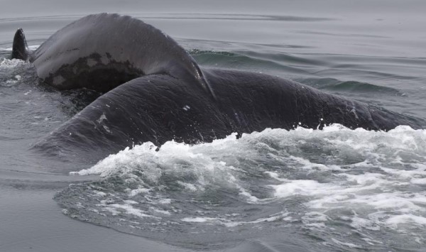 humpback_whale_close_credit_pixabay.jpg