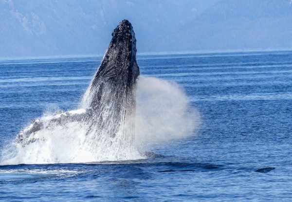humpback_whale_credit_pixabay.jpg