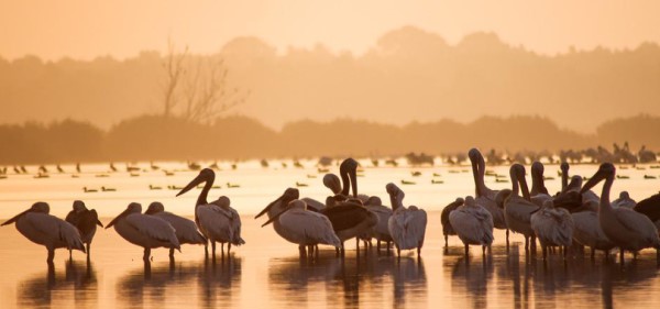 pelicans_1_credit_pixabay.jpg