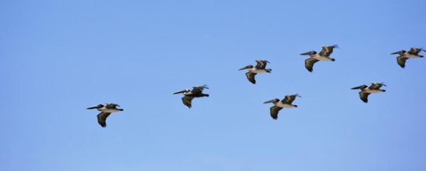 pelicans_3_credit_pixabay.jpg