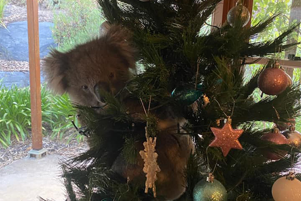 Aussie Family Finds Koala In Their Christmas Tree Hitz 939