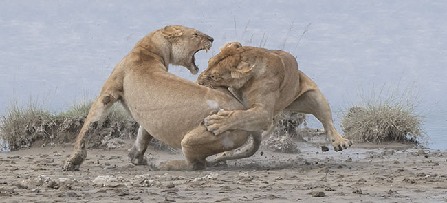 GOLD Patrick Nowotny Lion fight