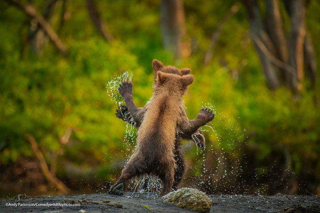 The Comedy Wildlife Photography Awards 2021ANDY PARKINSONCRICHUnited KingdomTitle: Let's danceDescription: Two Kamchatka bear cubs square up for a celebratory play fight having successfully navigated a raging torrent (small stream!)Animal: Kamchatka brown bearLocation of shot: Kamchatka Peninsula, Russia