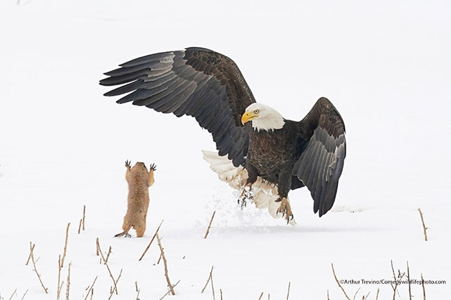 The Comedy Wildlife Photography Awards 2021Arthur TrevinoLongmontUnited StatesTitle: Ninja Prairie Dog!Description: When this Bald Eagle missed on its attempt to grab this prairie dog, the prairie dog jumped towards the eagle and startled it long enough to escape to a nearby burrow. A real David vs Goliath story!Animal: Bald EagleLocation of shot: Hygiene, CO.