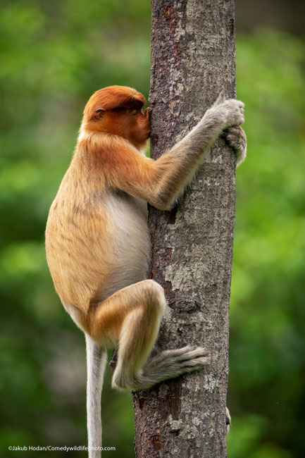The Comedy Wildlife Photography Awards 2021Jakub HodanHolicSlovakiaTitle: TreehuggerDescription: This Proboscis monkey could be just scratching its nose on the rough bark, or it could be kissing it. Trees play a big role in the lives of monkeys. Who are we to judge...Animal: Proboscis MonkeyLocation of shot: Borneo