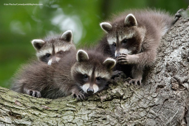 The Comedy Wildlife Photography Awards 2021Jan PiechaKasselGermanyTitle: Chinese whispersDescription: The little raccoon cups are telling secrets to each otherAnimal: RaccoonLocation of shot: Kassel, Germany