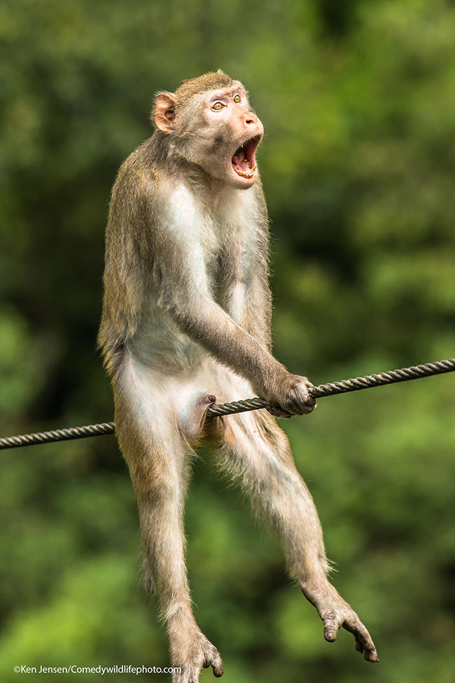 The Comedy Wildlife Photography Awards 2021Ken JensenBurnleyUnited KingdomTitle: Ouch!Description: A golden silk monkey in Yunnan China - this is actually a show of aggression however in the position that the monkey is in it looks quite painful!Animal: Golden Silk MonkeyLocation of shot: Yunnan China