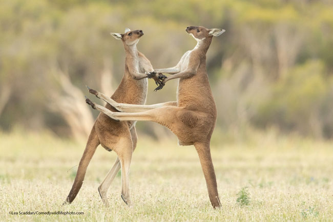 The Comedy Wildlife Photography Awards 2021Lea ScaddanPerthAustraliaTitle: MissedDescription: Two Western Grey Kangaroos were fighting and one missed kicking him in the stomach.Animal: Western Grey KangarooLocation of shot: Perth, Western Australia
