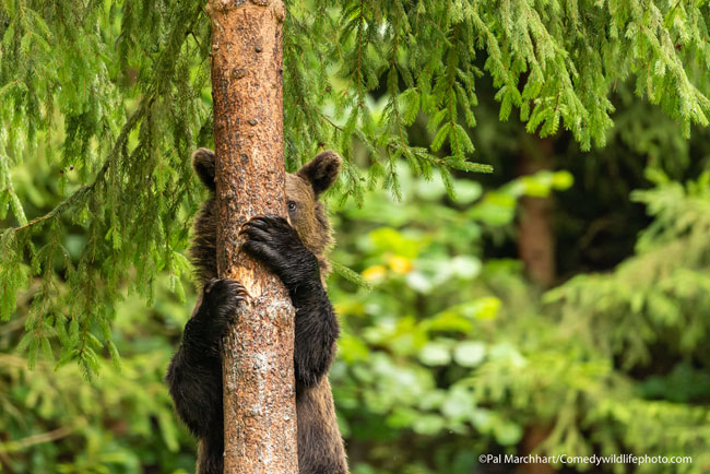 The Comedy Wildlife Photography Awards 2021Pal MarchhartBudapestHungaryTitle: Peek-a-booDescription: A young bear descending from a tree looks like he/she is playing hide and seek.Animal: Brown BearLocation of shot: Hargita Mountains, Romania