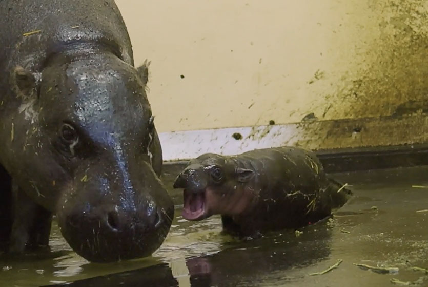 A supplied undated video screenshot obtained Thursday, December 2, 2021 shows a female Pygmy Hippo Calf at Taronga Zoo in Sydney. (AAP Image/Supplied by Taronga Conservation Society Australia) NO ARCHIVING, EDITORIAL USE ONLY