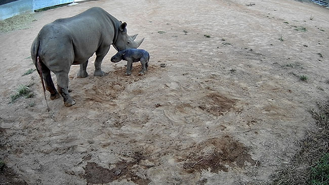 A supplied image obtained on Monday, March 1, 2021, shows a newly born Black Rhino calf alongside its mum Bakhita seen via CCTV cameras at Taronga Western Plains Zoo in Dubbo. The zoo welcomed the safe arrival of a female Black Rhino calf on Wednesday, February 24. (AAP Image/Supplied by Taronga Western Plains Zoo) NO ARCHIVING, EDITORIAL USE ONLY
