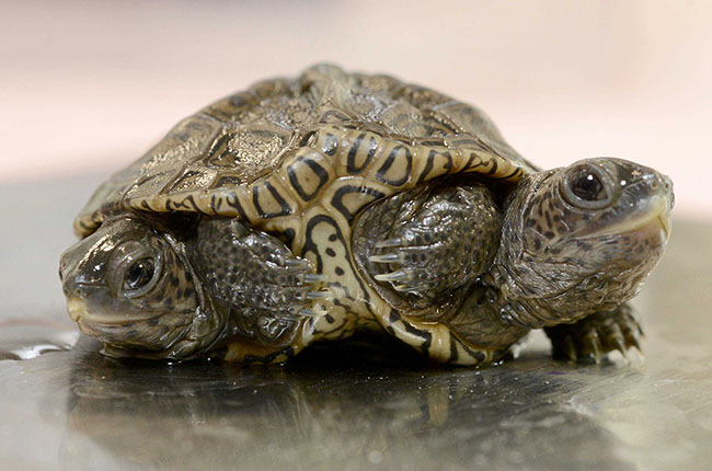 A double-headed diamondback terrapin is weighed at the Birdsey Cape Wildlife Center in Cummaquid where the 2-week-old reptile is being treated. (Photo by  / USA Today Network/Sipa USA)