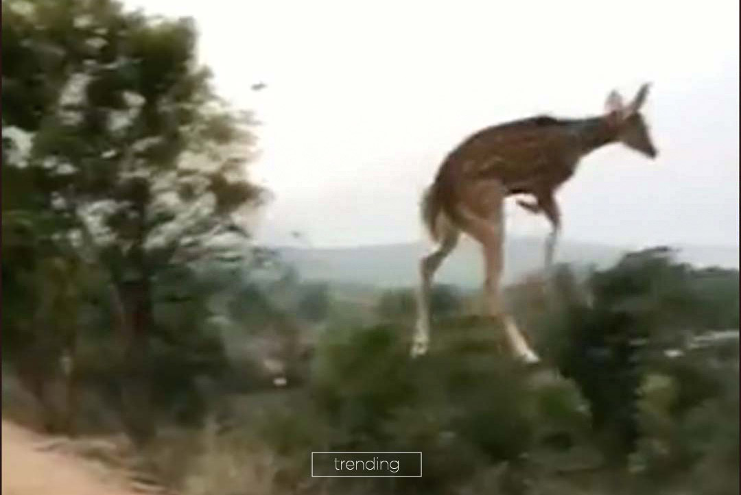 deer jumping high