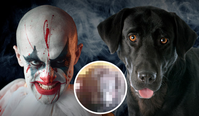 20220325 creepy clown or dog Header