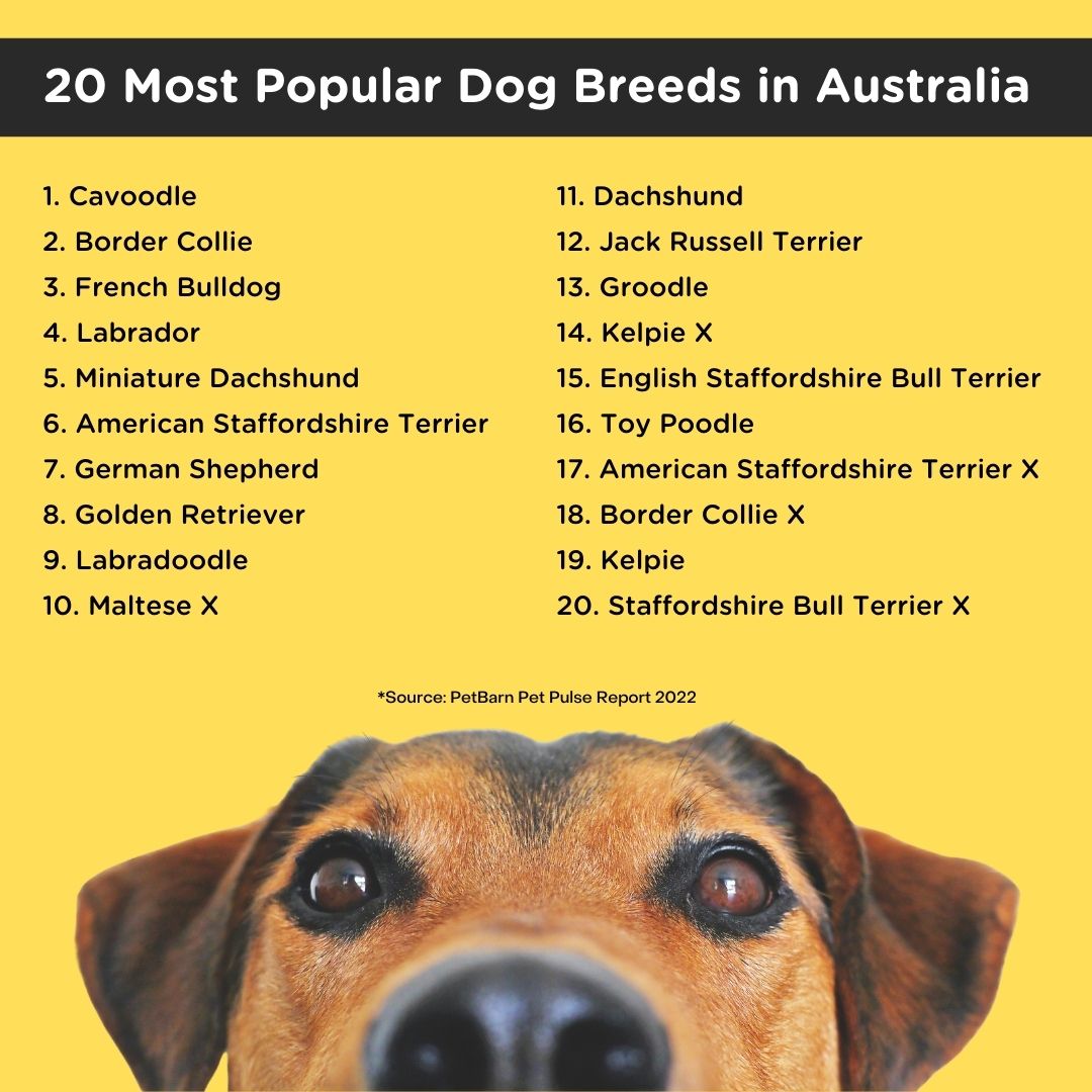 Feature Pet Barn top 20 dogs