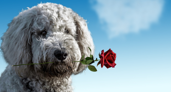 dating pets feature