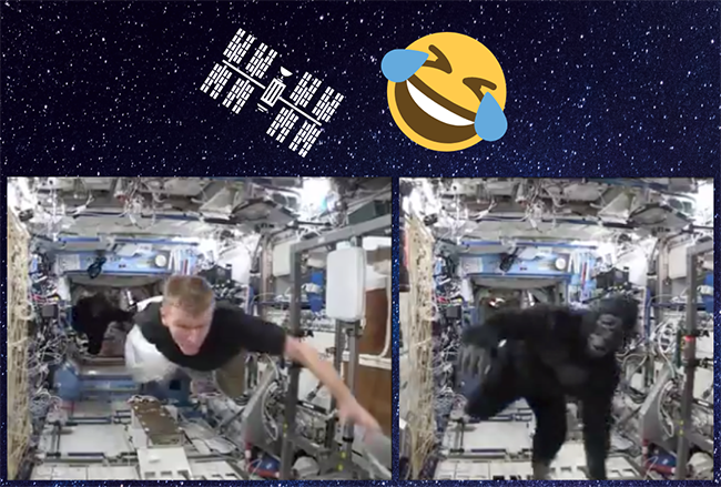 feature gorilla in space