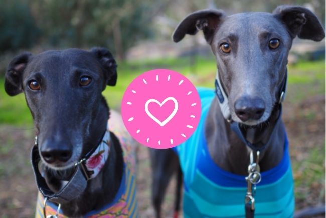 feature rescue greyhounds aged care