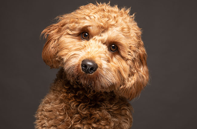 Cavapoo dog looking to camera with a curious expression against a plain grey background. UK