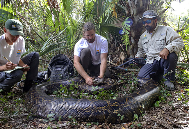 This Dec. 2021 photo provided by the Conservancy of Southwest Florida shows biologists Ian Bartoszek, right, and Ian Easterling, center, with intern Kyle Findley and a 17.7-foot, 215-pound female Burmese python captured by tracking a male scout snake in Picayune Strand State Forest. (Conservancy of Southwest Florida via AP)