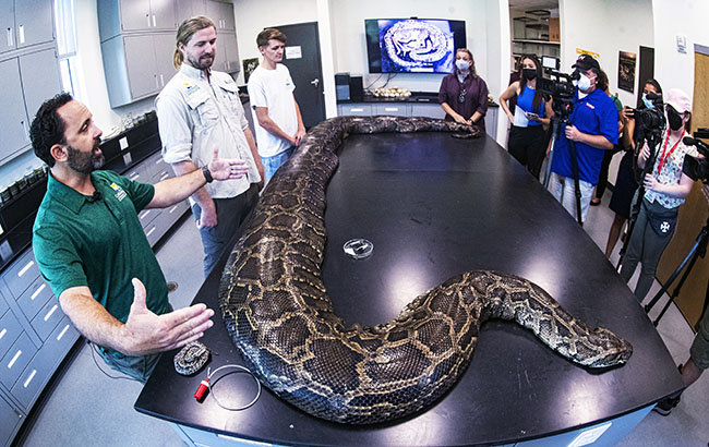 June 22, 2022; Naples, FL, USA; Ian Bartoszek, wildlife biologist and environmental science project manager for the Conservancy of Southwest Florida speaks with the media Wednesday, June 22, 2022 about how he and his team captured the largest invasive Burmese python to date in Florida. The female snake measured nearly 18 feet in length and weighed 215 pounds. It was captured through the Conservancy's research program, which uses radio transmitters implanted in male 